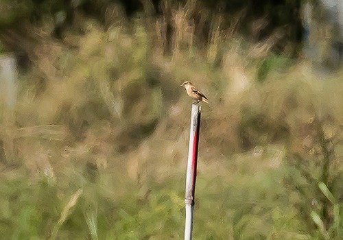 �m�r�^�L2015/10/9�˒�EOS7D+7-200X2.0