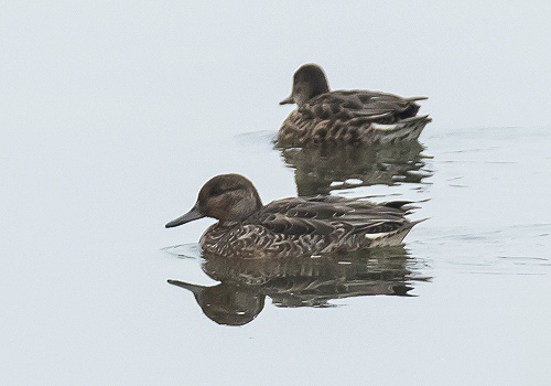 �R�K��2015/10/10���EOS7D+7-200X2.0