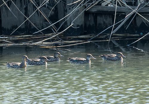 �R�K��2015/10/10���EOS7D+7-200X2.0