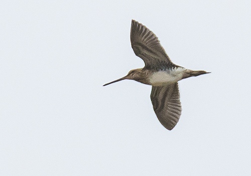 �^�V�M2015/10/10���V�cEOS7D+7-200X2.0