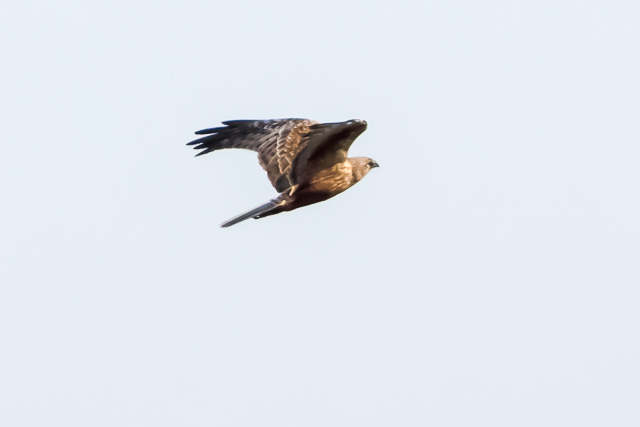 /0EOSR7+100-400II