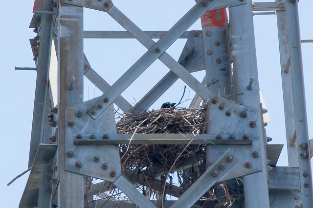 ハシボソガラス2025/4/14戸張下EOSR7+100-400II