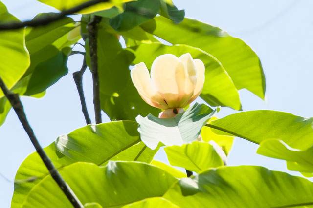 朴の花2025/5/1戸張公園EOSR7+100-400II
