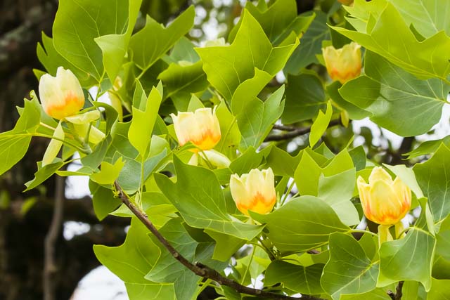 ユリノキの花2025/5/8第二機場EOSR7+100-400II