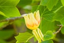 ユリノキの花