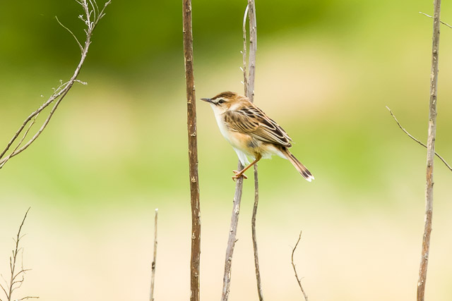 ZbJ2025/5/26˒EOSR7+100-400II