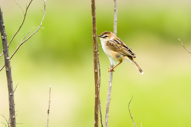 ZbJ2025/5/26˒EOSR7+100-400II