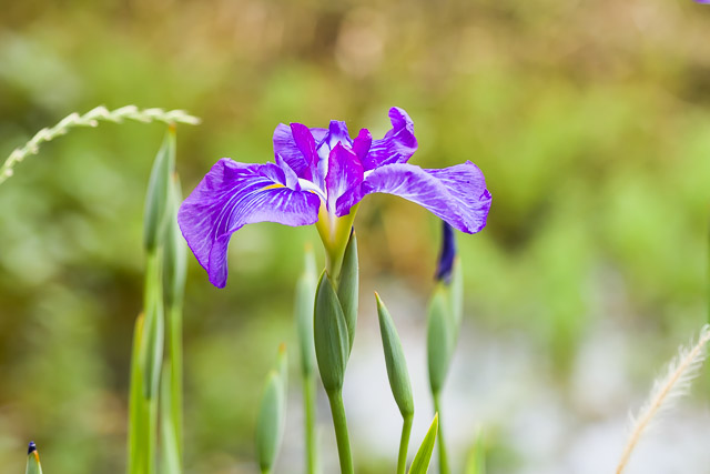 /0EOSR7+100-400II