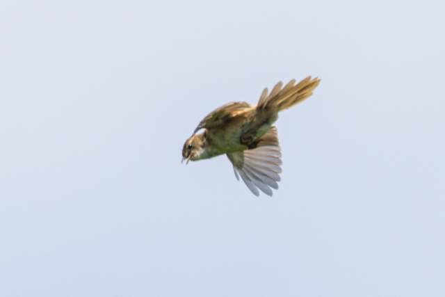 IIZbJ2025/6/1Zm@EOSR7+100-400II
