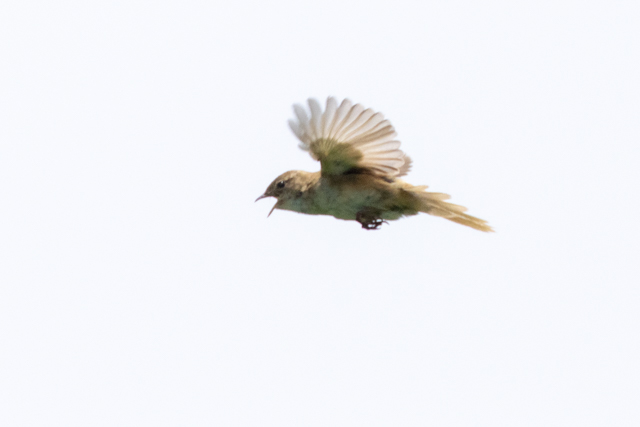 IIZbJ2025/6/1Zm@EOSR7+100-400II
