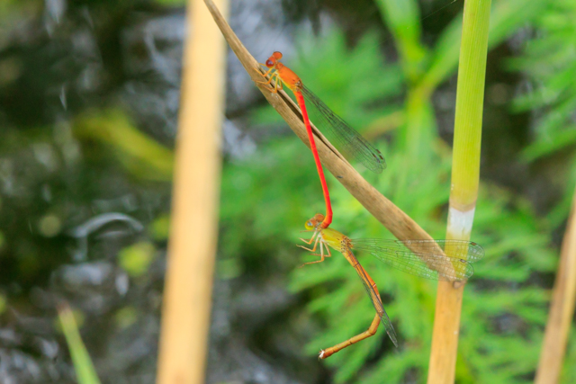 xjCgg{2025/6/12kӂ邳ƌEOSR7+100-400II