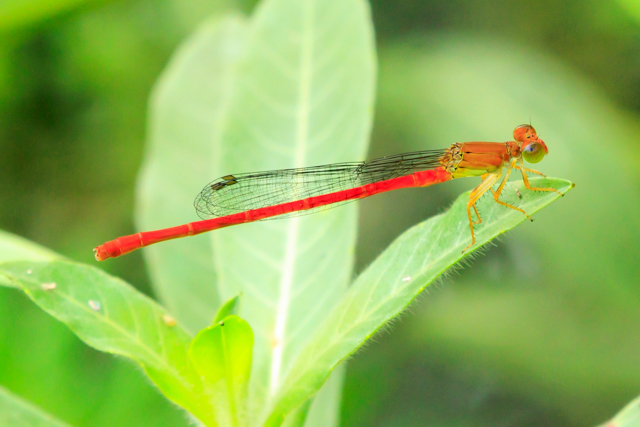 xjCgg{2025/6/12kӂ邳ƌEOSR7+100-400II