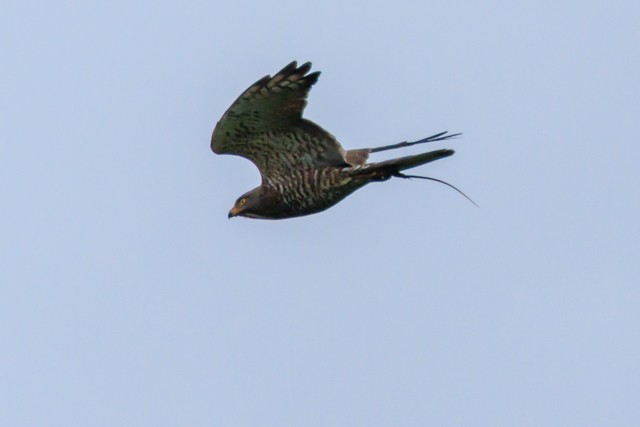 TVo2025/6/14˒VcEOSR7+100-400II