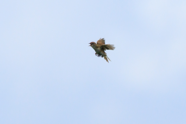 IIZbJ2025/6/21Zm@EOSR7+100-400II