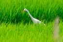 チュウサギ