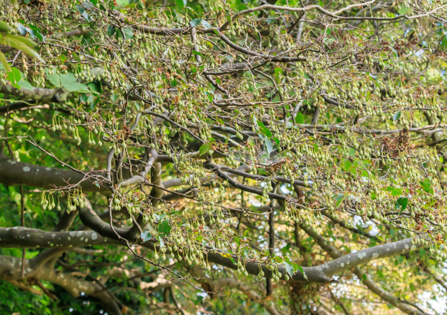 /EOSR7+100-400II