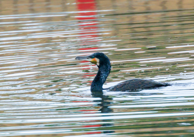 JE2025/9/4x͌EOSR7+100-400II