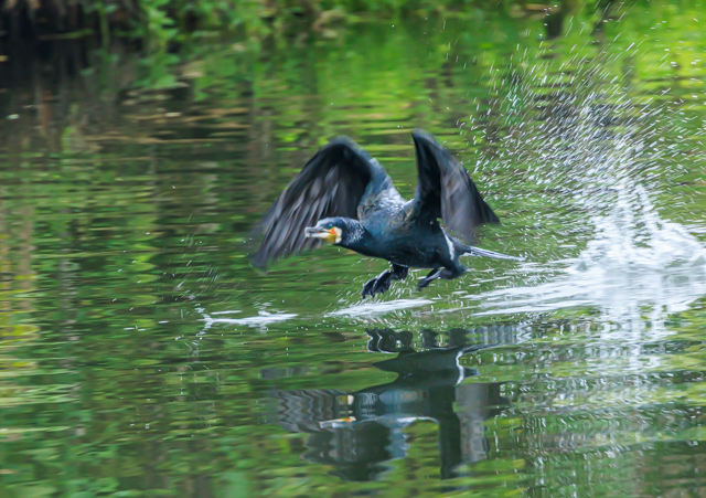 JE2025/9/4x͌EOSR7+100-400II