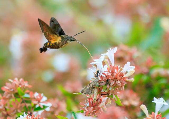 zVzEWN2025/9/7qhEOSR7+100-400II