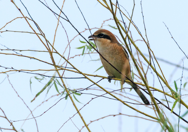 Y2025/9/9ΓE˒EOSR7+100-400II