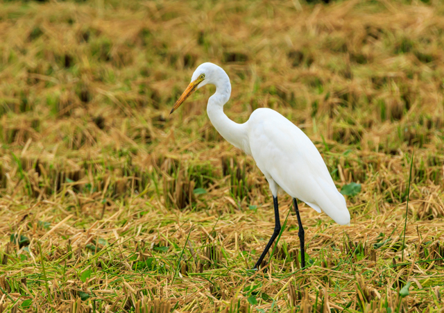 /EOSR7+100-400II