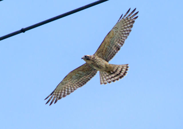 TVo2025/9/15˒EOSR7+100-400II