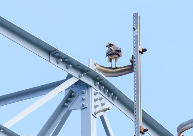 TVo2025/9/15˒EOSR7+100-400II