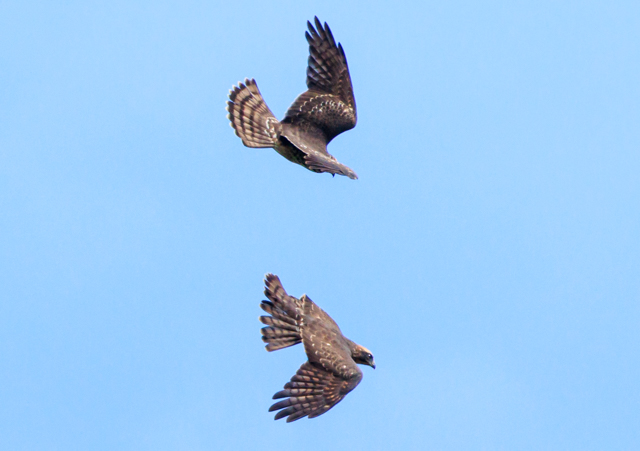 TVo2025/9/15˒EOSR7+100-400II