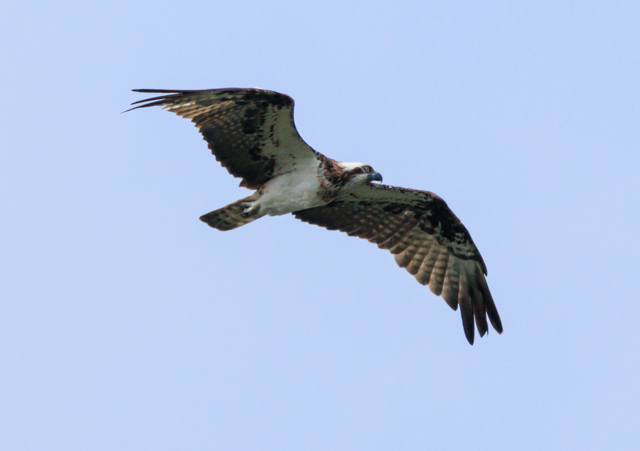 /EOSR7+100-400II