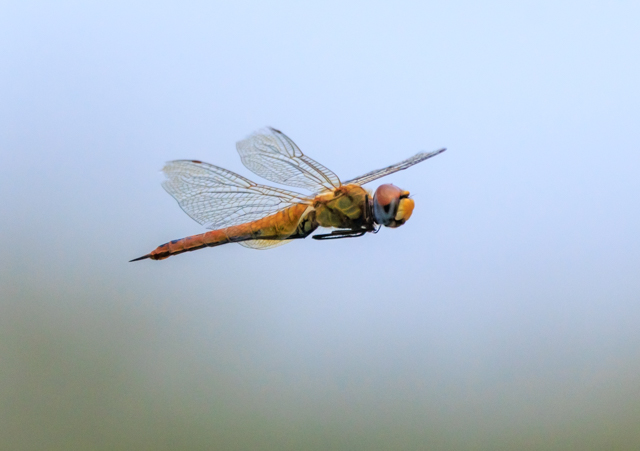 EXoLg{2025/9/18ΓEEOSR7+100-400II