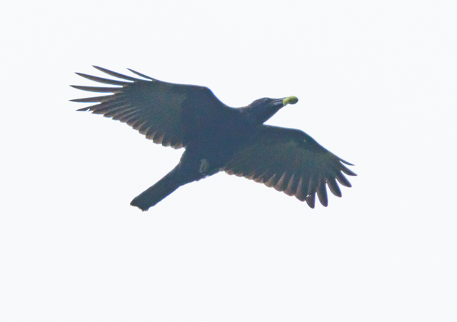 nV{\KX2025/9/19˒EOSR7+100-400II