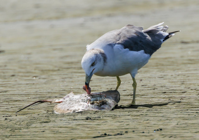 E~lR2025/9/22OԐEOSR7+100-400II