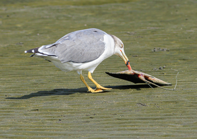 E~lR2025/9/22OԐEOSR7+100-400II