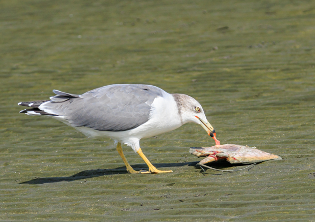 E~lR2025/9/22OԐEOSR7+100-400II