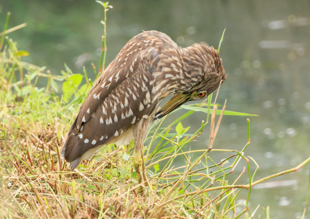 SCTM2025/9/23˒VcEOSR7+100-400II