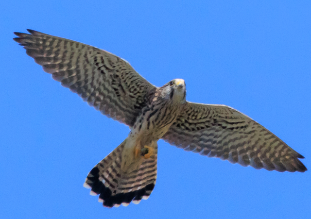 `EQ{E2025/9/26wEOSR7+100-400II