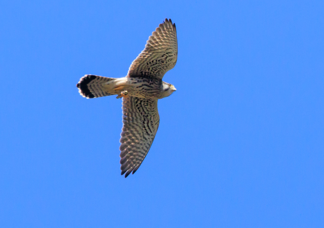 `EQ{E2025/9/26wEOSR7+100-400II