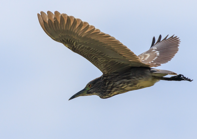 SCTM2025/9/27˒VcEOSR7+100-400II