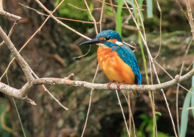 JZ~2025/9/28kӂ邳ƌEOSR7+100-400II