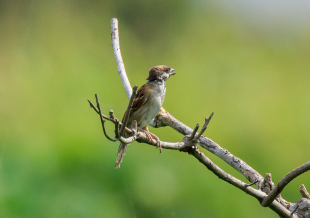 XY2025/9/29˒EOSR7+100-400II