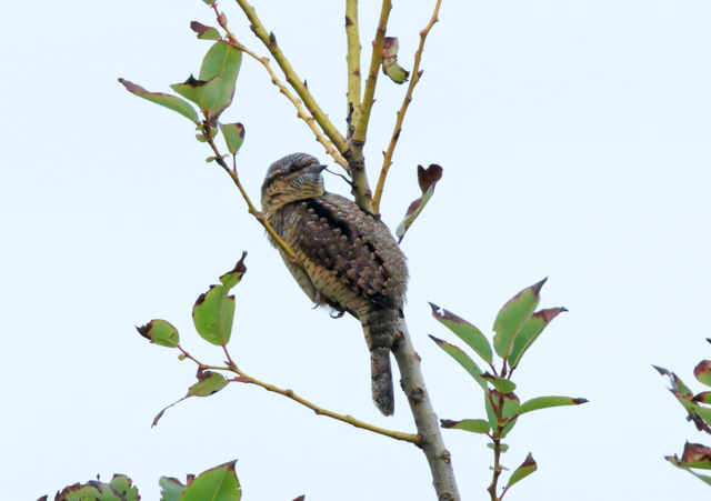 AXC2025/10/3ΓE~TSPEOSR7+100-400II