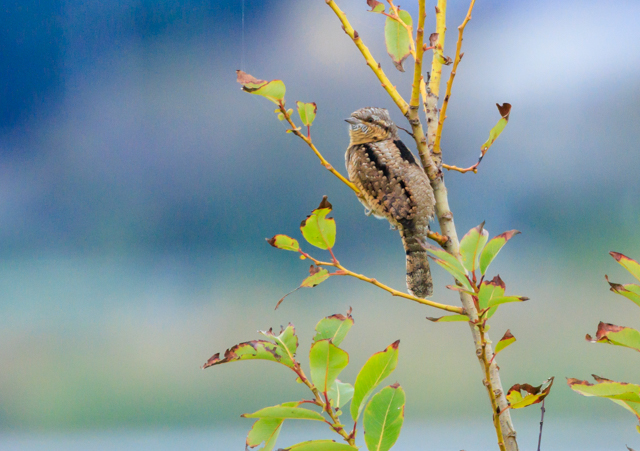 AXC2025/10/3ΓE~TSPEOSR7+100-400II