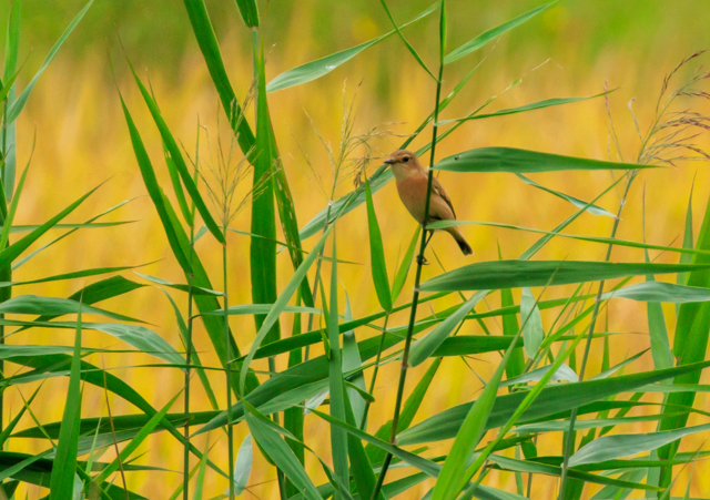 mr^L2025/10/4EOSR7+100-400II