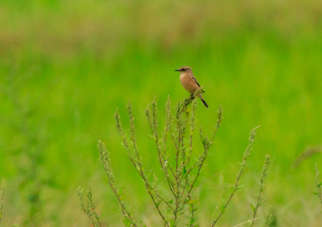 mr^L2025/10/4EOSR7+100-400II