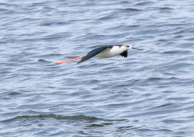 ZC^JVM2025/10/7ΓE~TSPEOSR7+100-400II