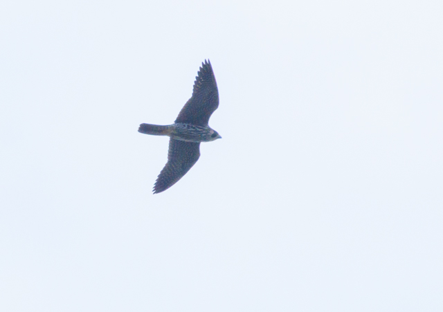ハヤブサ2025/10/12柏学園下EOSR7+100-400II