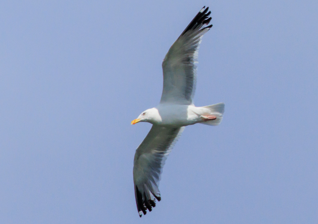 ZOJ2025/10/17ΓE˒EOSR7+100-400II