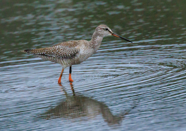 cVM2025/10/19~EOSR7+100-400II