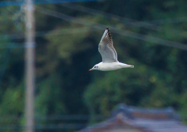 J2025/10/20ΓE˒EOSR7+100-400II