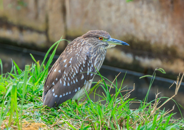 �S�C�T�M2025/10/23�q�h����EOSR7+100-400II